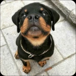 rottweiler dog wallpapers android application logo